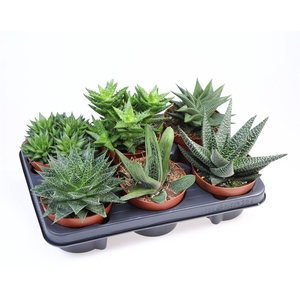 Aloe   ...mix