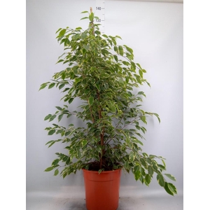 Ficus benja. 'Golden King'