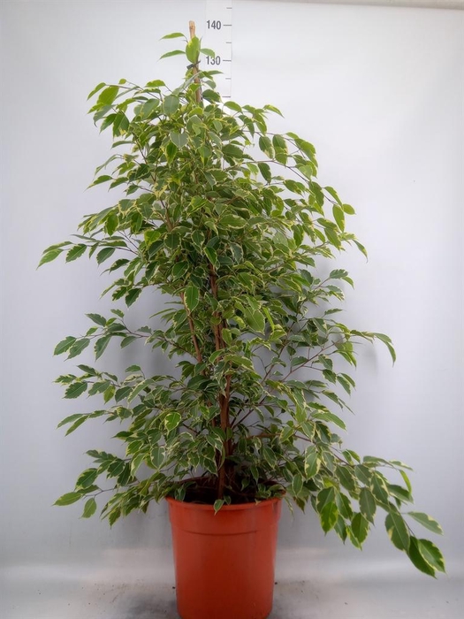 <h4>Ficus benja. 'Golden King'</h4>