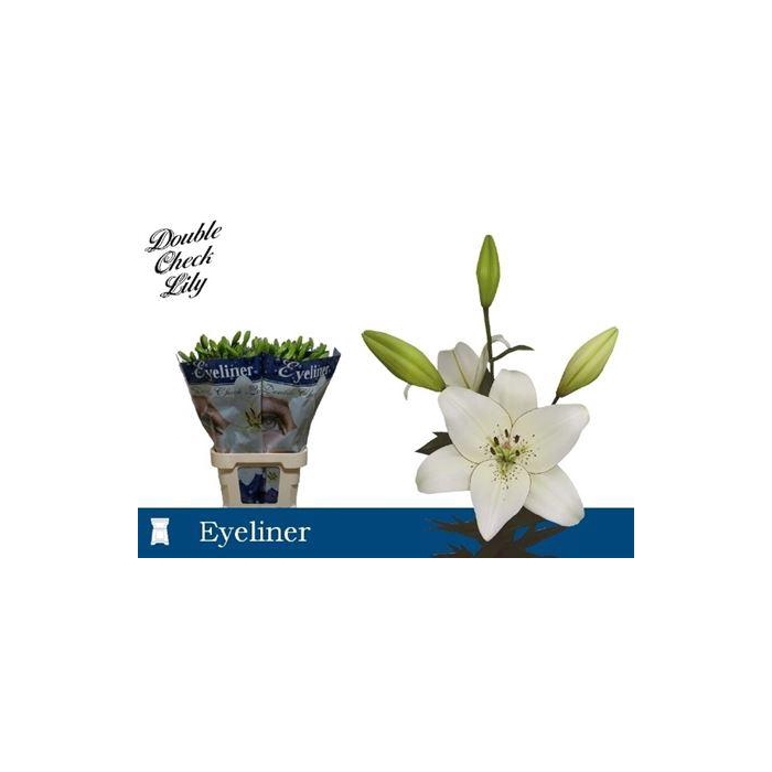 <h4>Li La Eyeliner</h4>