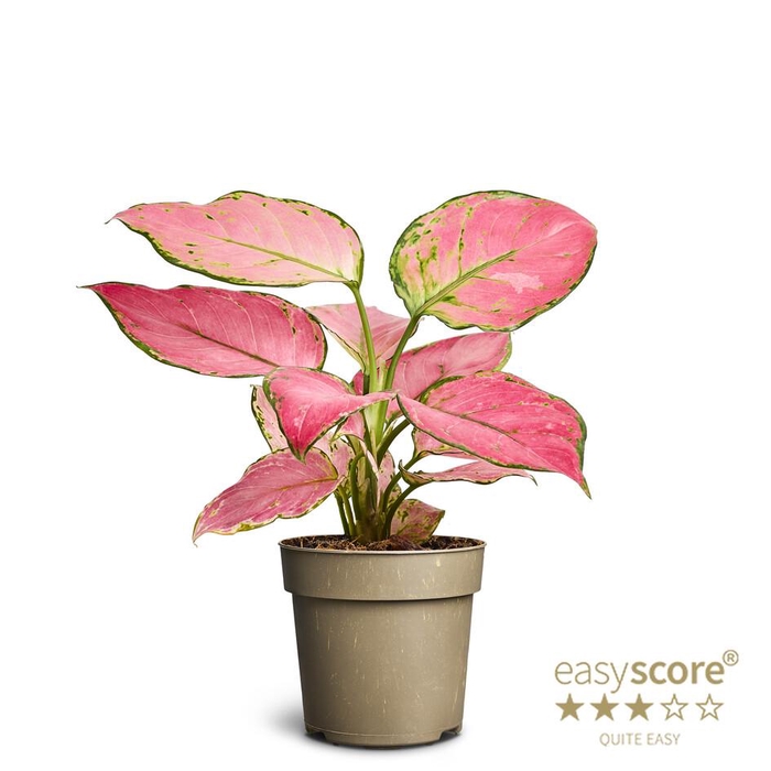 AGLAONEMA COMM. P11 PAPER