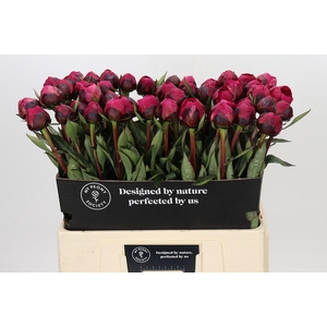 Paeonia Kansas