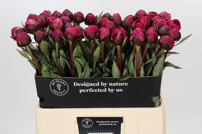 Paeonia Kansas