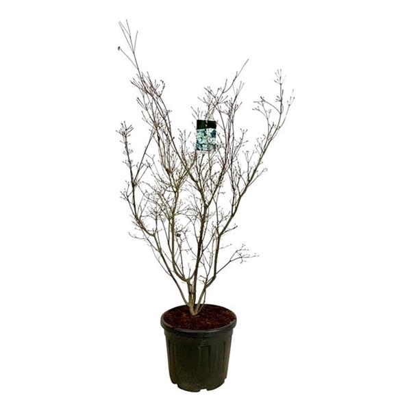 <h4>Cornus kousa 'China Girl'</h4>