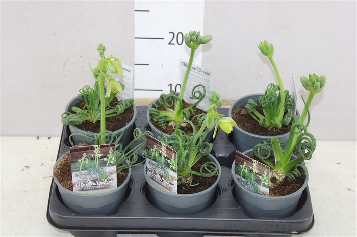 Albuca Spiralis Frizzle Sizzle