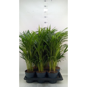 Dypsis lutescens   ...Chrysalidoca