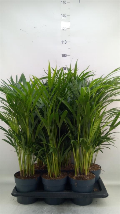 <h4>Dypsis lutescens   ...Chrysalidoca</h4>