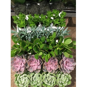 Sukkulent Mix 7 cm