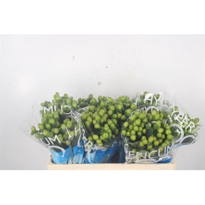 Hyp Coco Bamboo Green