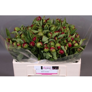 Paeonia Red Charm