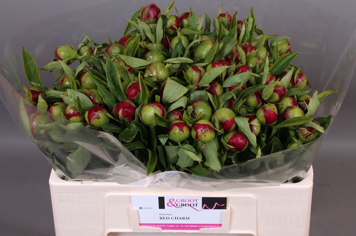 <h4>Paeonia Red Charm</h4>