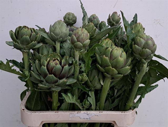 <h4>Cynara scolymus green globe</h4>