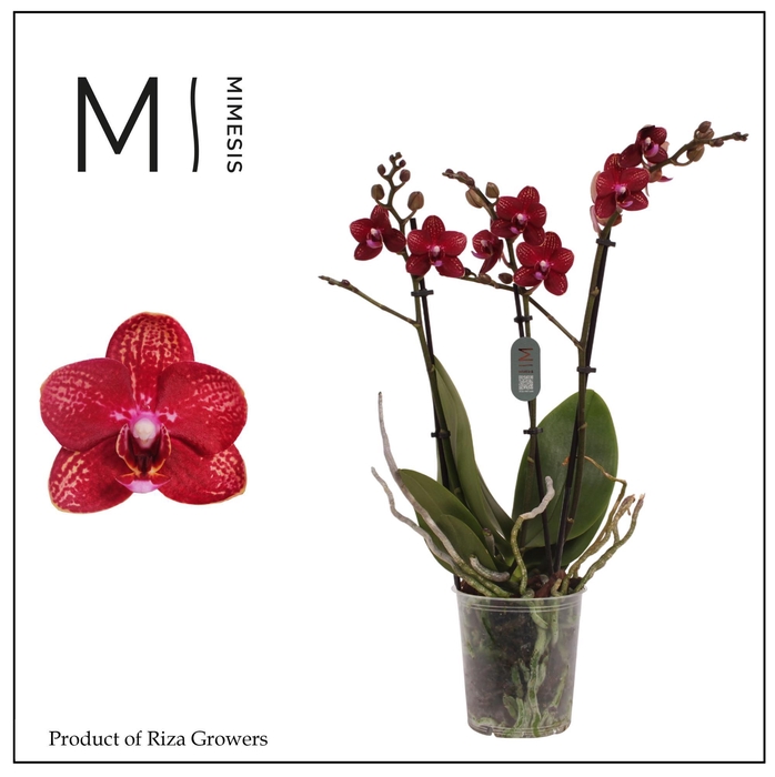 <h4>Mimesis Phal. Miley - 3 spike 12cm</h4>