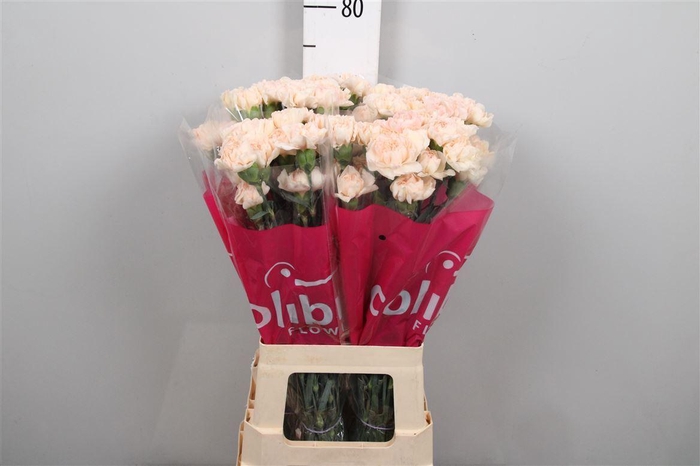 <h4>Di St Novia</h4>