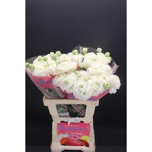 Ran Rom Courchevel 60cm