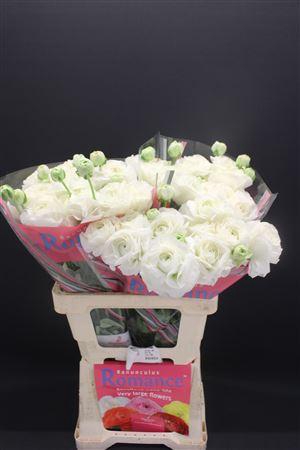 <h4>Ran Rom Courchevel 60cm</h4>