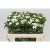 Dianthus Br White Duke