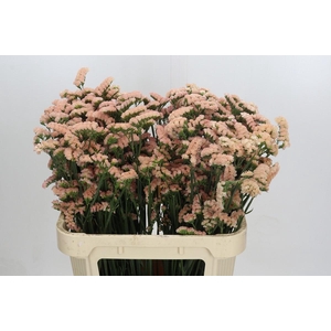 Limonium sinuatum Honey Apricot