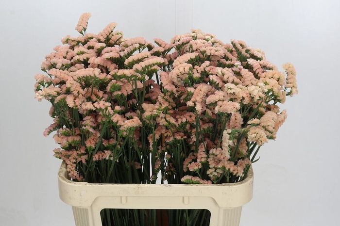 <h4>Limonium sinuatum Honey Apricot</h4>