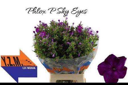 <h4>Phlox P Sky Eyes</h4>