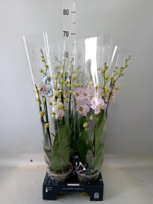 <h4>Phalaenopsis   ...rose</h4>