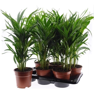 Dypsis lutescens