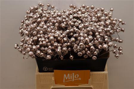 <h4>Rosa Klb Champagne</h4>