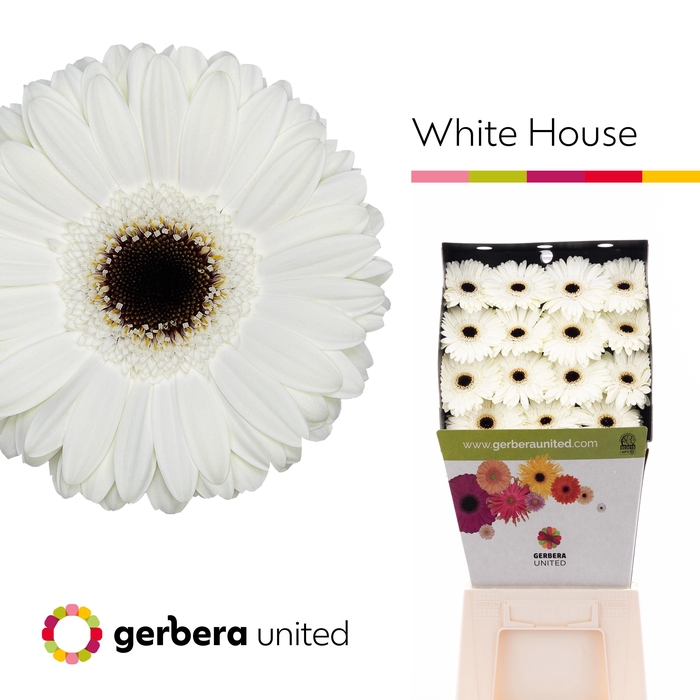 <h4>Gerbera White House Diamond</h4>