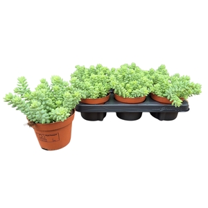 SEDUM BURRITO