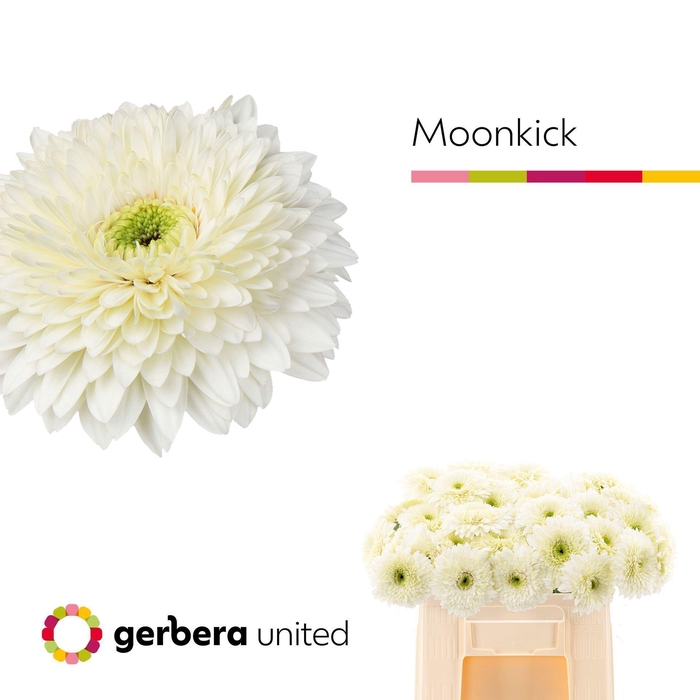 <h4>GERBERA GERRONDO TERRA MOON KICK GE</h4>