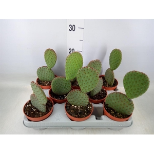 Opuntia microdasys