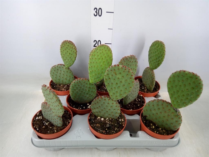 <h4>Opuntia microdasys</h4>