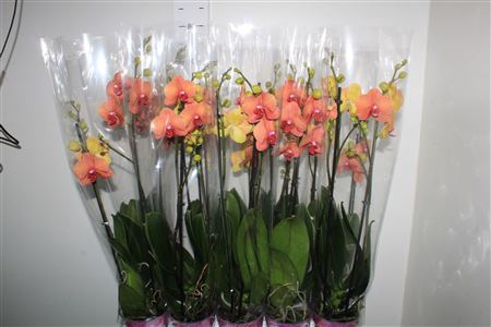<h4>Phal Surf Song 2 Branches 16+</h4>