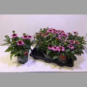 Echina Som Baja Burg Pink