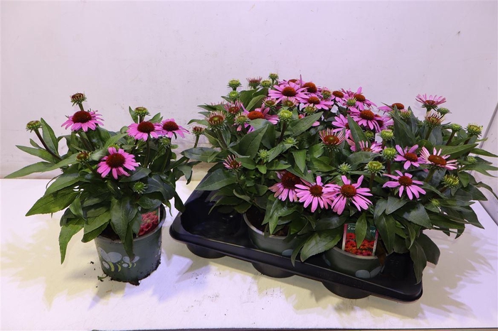 <h4>Echina Som Baja Burg Pink</h4>