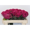Dianthus Br Kiwi Fuchsia
