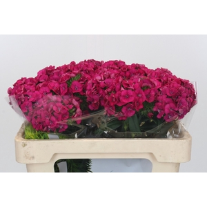 Dianthus Br Kiwi Fuchsia XXL