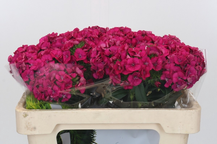 <h4>Dianthus Br Kiwi Fuchsia XXL</h4>