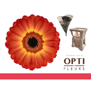 GE MI FLAMAZING-Water hoes