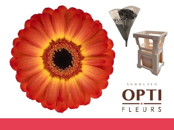 <h4>Germini Flamazing Water</h4>