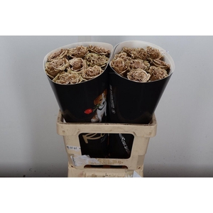 Wax-Rozen Wax Exclusief Caramel