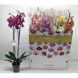 PHAL GEM 10 KL