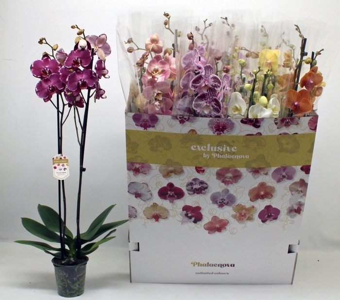 <h4>PHAL GEM 10 KL</h4>