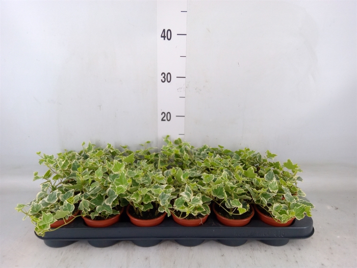 <h4>Hedera helix 'White Wonder'</h4>