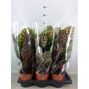 Calathea makoyana