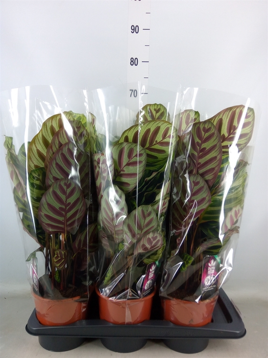 <h4>Calathea makoyana</h4>