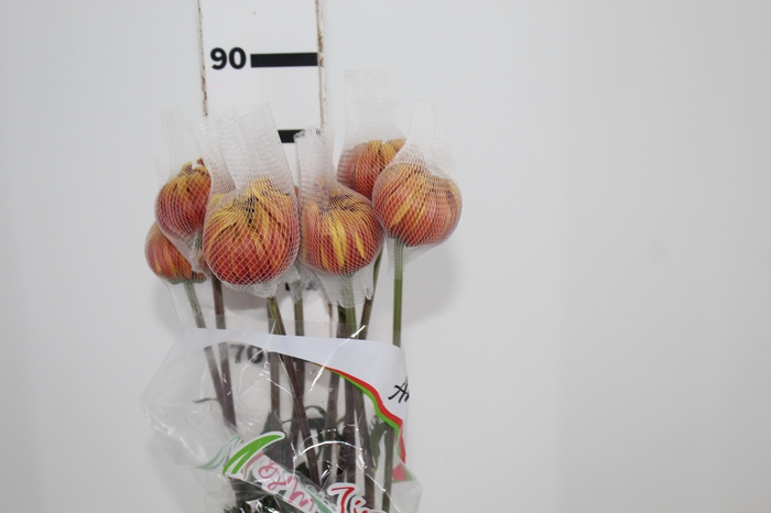 <h4>ANASTASIA DARK FUEGO 080 CM</h4>