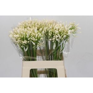 Agapanthus White Heaven