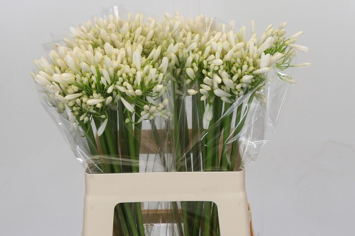 <h4>Agapanthus White Heaven</h4>