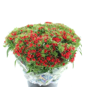 Di Barb Ball Red Super